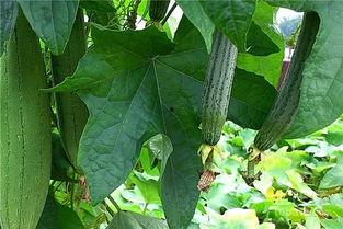 绿色冲浪理智吃瓜,揭秘网络时代的健康生活方式