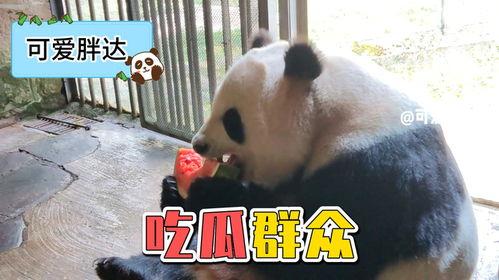 熊猫吃瓜吗,揭秘熊猫吃瓜的秘密