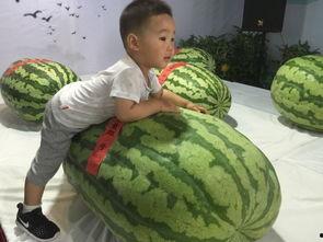 邯郸大瓜吃瓜群众事件,吃瓜群众热议事件背后的真相与反思