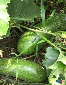 想静静吃瓜,揭秘娱乐圈幕后故事