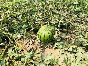 北枫视角吃瓜,揭秘娱乐圈那些鲜为人知的瓜料