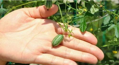 野外摘瓜吃,大自然的馈赠与野趣体验