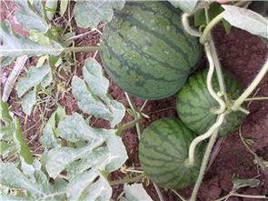 棚瓜吃苗,揭秘农业害虫防治新策略