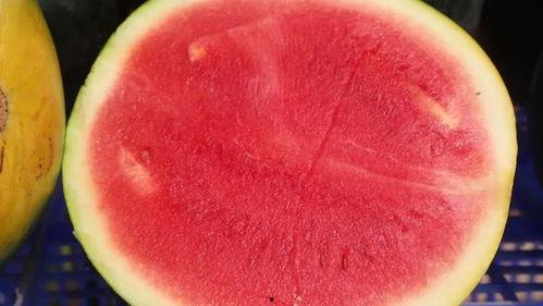 静雯吃瓜中之王,吃瓜界的王者传奇