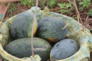 中国大师出场吃瓜