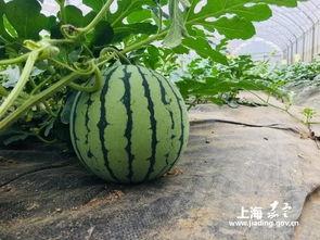 幸福吃瓜季,畅享夏日美味，共享欢乐时光