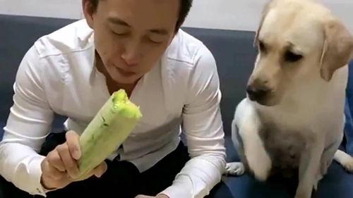 河南吃瓜女子狗,一场意外的网络狂欢