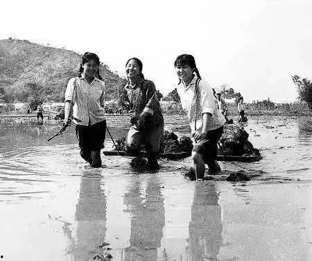 知青吃瓜日常,瓜田里的欢声笑语