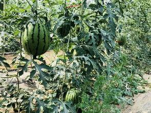 城职院吃瓜,揭秘校园热点背后的故事