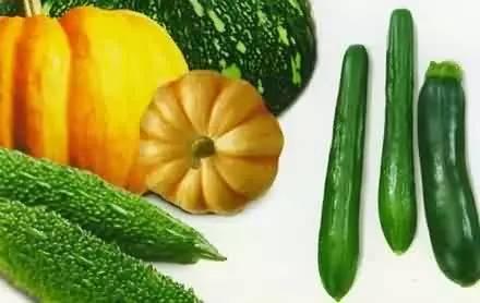 瓜地吃瓜什么瓜,品味人生百味