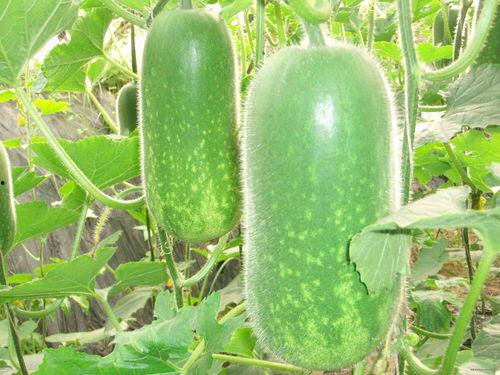 云霄吃瓜图片大全,捕捉夏日欢乐时光