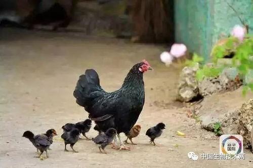 鸡鸭吃老瓜行吗,一场生态农业的和谐实践