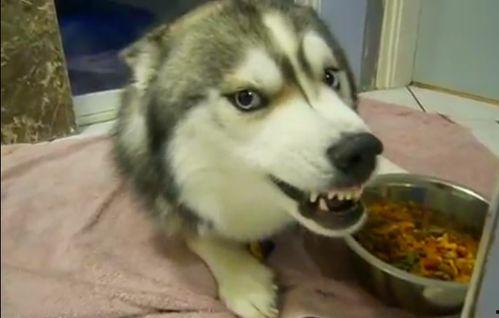 大涛哈士奇吃瓜,吃瓜界的欢乐担当