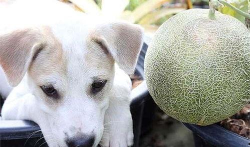 狗儿吃哈密瓜,萌宠美食新体验
