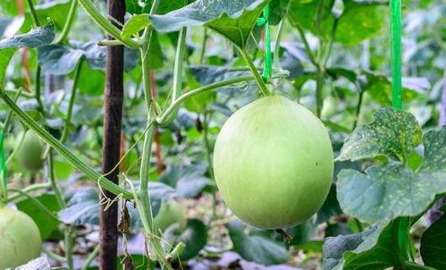 吃瓜喉咙堵着,揭秘背后真相