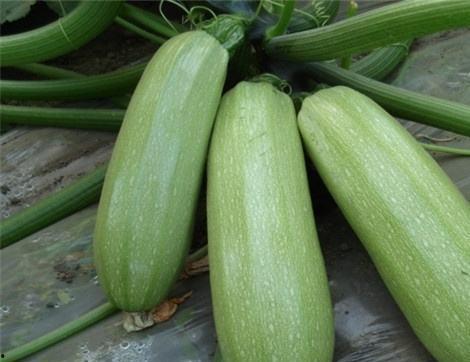 痛风可以吃丰收瓜,丰收瓜助力健康饮食