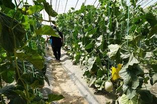 河北的吃瓜视频,揭秘当地特色美食与民间风情